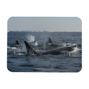 späckhuggare magnet