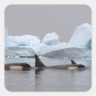 späckhuggare (Orca), Orcinus orca, flock Fyrkantigt Klistermärke