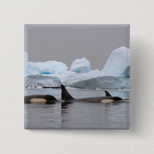 späckhuggare (orca), Orcinus orca, flock Knapp