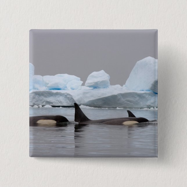 späckhuggare (orca), Orcinus orca, flock Knapp (Framsida)