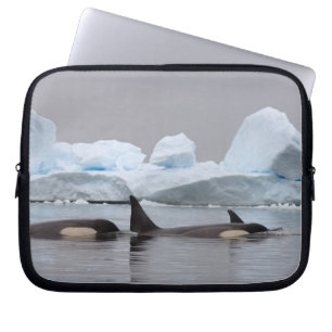 späckhuggare (orca), Orcinus orca, flock Laptop Fodral
