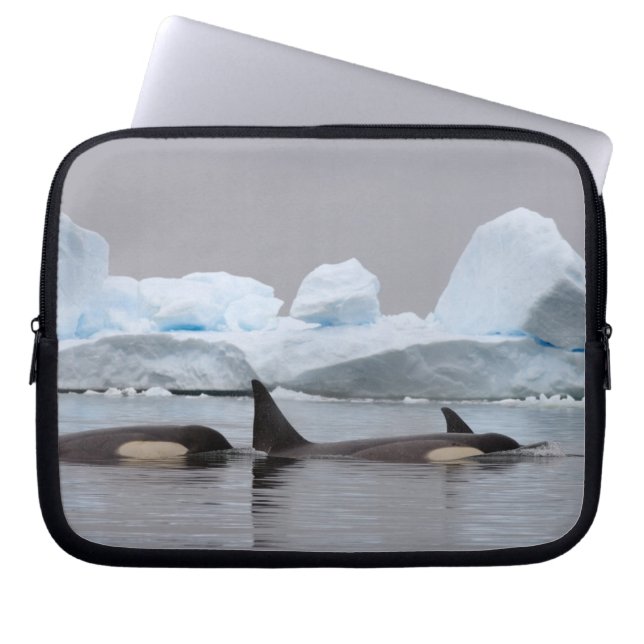 späckhuggare (orca), Orcinus orca, flock Laptop Fodral (Framsidan)