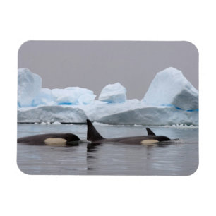 späckhuggare (orca), Orcinus orca, flock Magnet