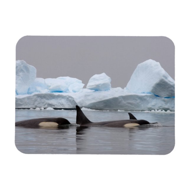 späckhuggare (orca), Orcinus orca, flock Magnet (Horisontell)
