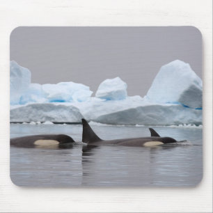 späckhuggare (orca), Orcinus orca, flock Musmatta