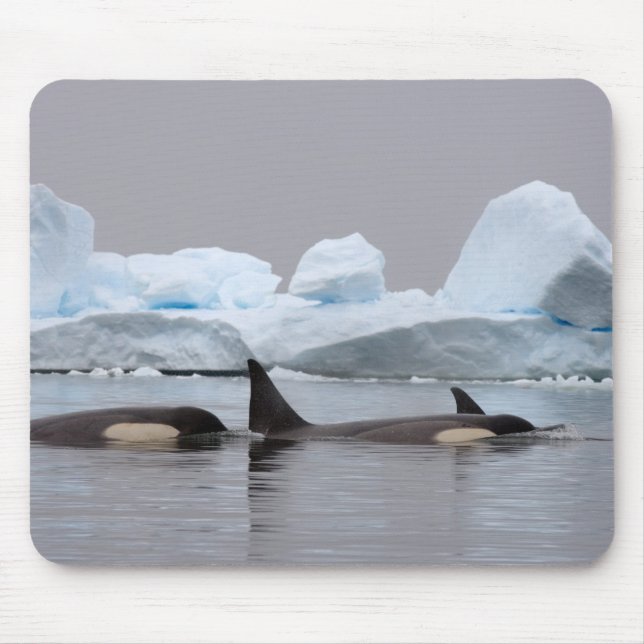 späckhuggare (orca), Orcinus orca, flock Musmatta (Framsidan)
