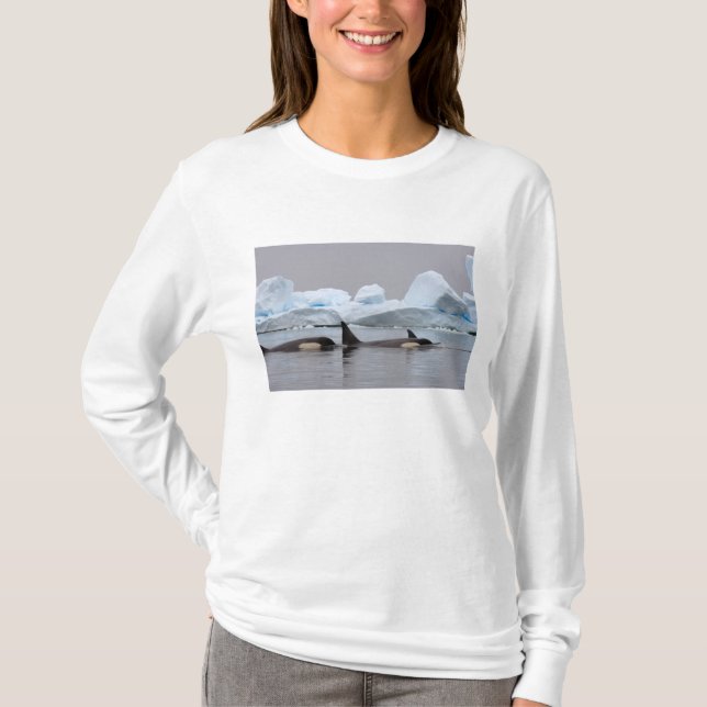 späckhuggare (orca), Orcinus orca, flock Tee Shirt (Framsida)