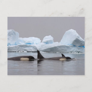 späckhuggare (orca), Orcinus orca, flock Vykort