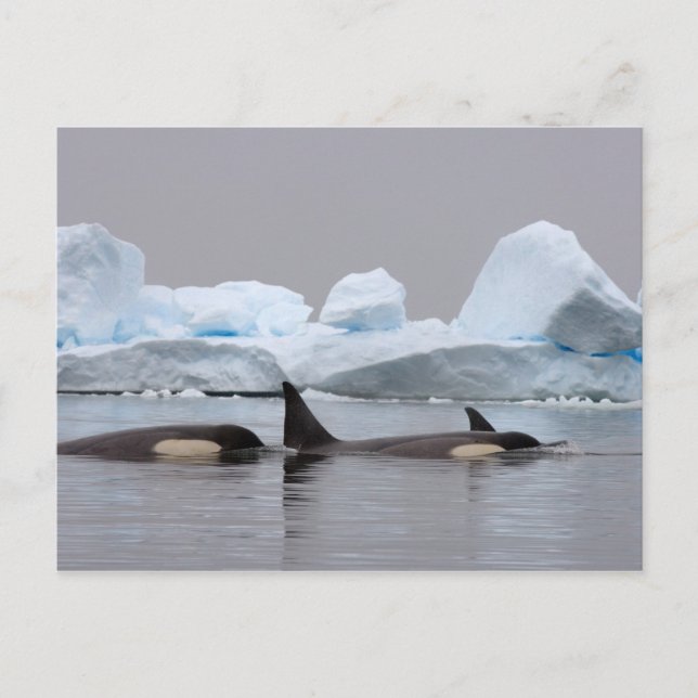 späckhuggare (orca), Orcinus orca, flock Vykort (Framsida)