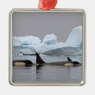 späckhuggare (orcador), Orcinus orca, flock Julgransprydnad Metall