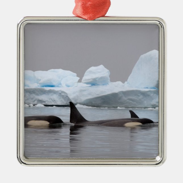 späckhuggare (orcador), Orcinus orca, flock Julgransprydnad Metall (Framsidan)