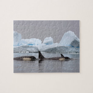 späckhuggare (orcador), Orcinus orca, flock Pussel