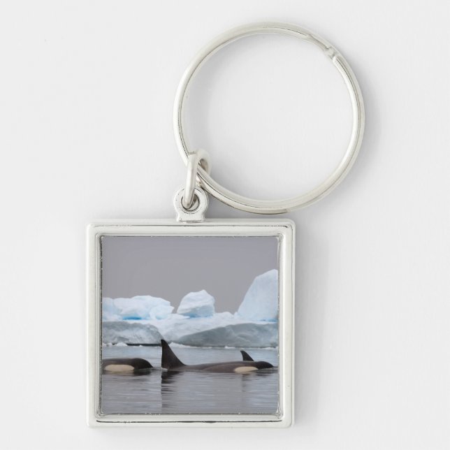 späckhuggare (orcas), Orcinus orca, flock Fyrkantig Silverfärgad Nyckelring (Framsidan)