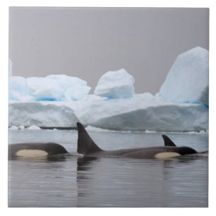 späckhuggare (orciner), Orcinus orca, flock Kakelplatta