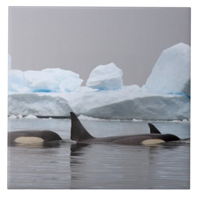 späckhuggare (orciner), Orcinus orca, flock Kakelplatta (Framsidan)