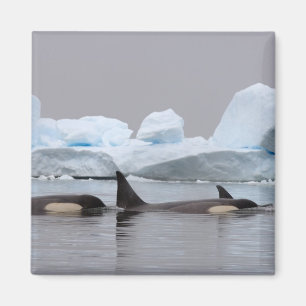 späckhuggare (Orcinus orca), flock Magnet
