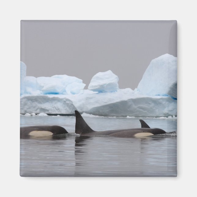 späckhuggare (Orcinus orca), flock Magnet (Framsidan)