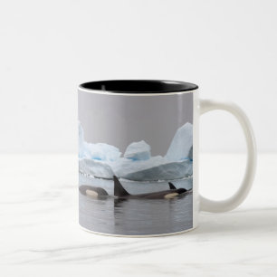 späckhuggare (Orcinus orca), flock Två-Tonad Mugg
