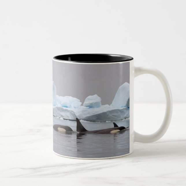 späckhuggare (Orcinus orca), flock Två-Tonad Mugg (Höger)