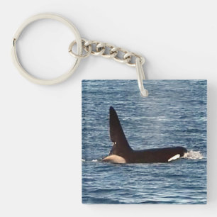 Späckhuggaren "John Coe" & "Aquarius" Orca