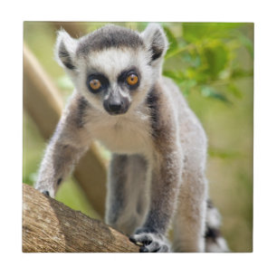 Späd ringstjärtad lemur kakelplatta