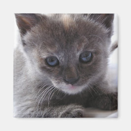 Späd Tortoiseshell Magnet