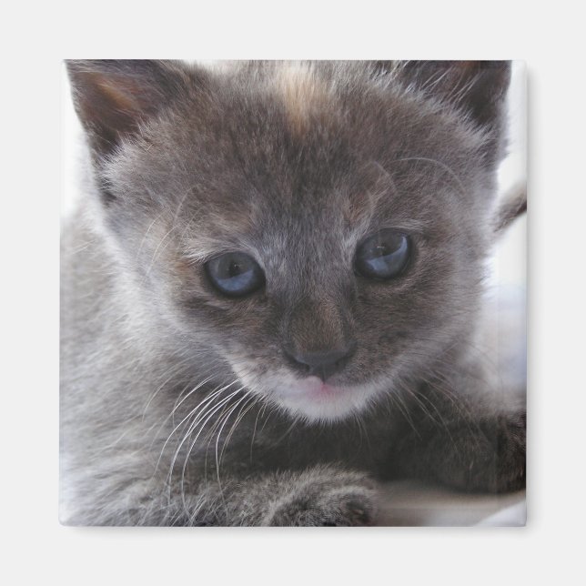 Späd Tortoiseshell Magnet (Framsidan)