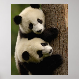 Spädbarn (Ailuropoda melanoleuca) 2 Poster