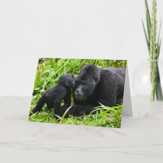 Spädbarn berggorilla kysser silverbackgorilla kort (Framsida)