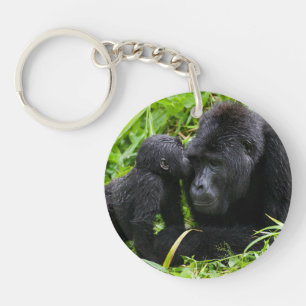 Spädbarn bergsgorilla kysser silverback gorilla