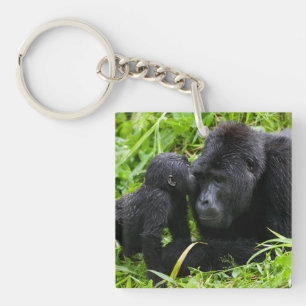 Spädbarn bergsgorilla kysser silverback gorilla