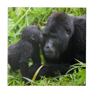 Spädbarn Bergsgorilla kysser Silverback Gorilla Kakelplatta