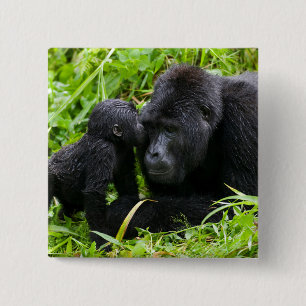 Spädbarn Bergsgorilla kysser Silverback gorilla Knapp