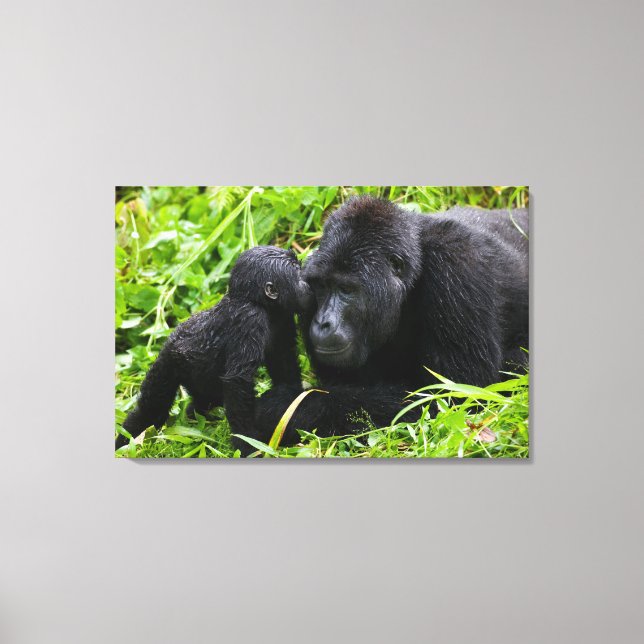 Spädbarn bergsgorilla kysser silverbackgorilla canvastryck (Framsida)