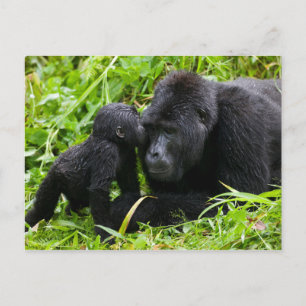 Spädbarn bergsgorilla kysser silverbackgorilla vykort
