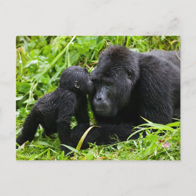 Spädbarn bergsgorilla kysser silverbackgorilla vykort (Framsida)