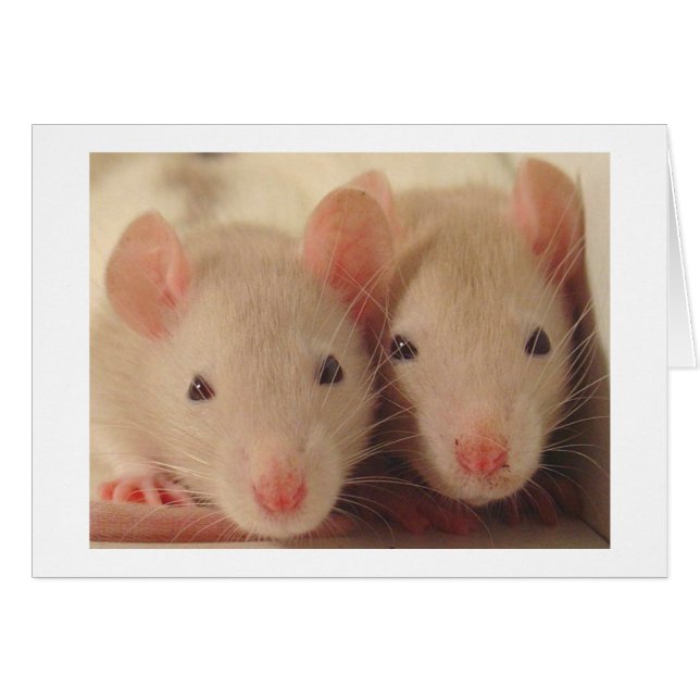 spädbarn hälsningskort (Framsidan Horizontal)