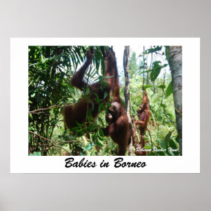 Spädbarn i Borneo Poster