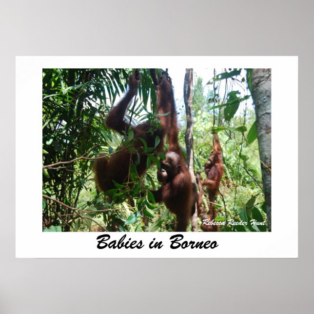 Spädbarn i Borneo Poster (Framsidan)