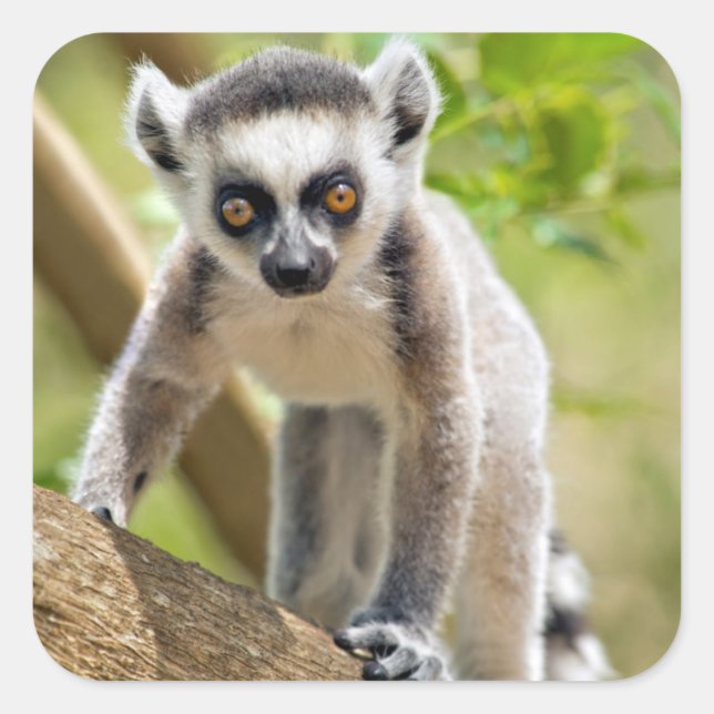 Spädbarn ringstjärtad lemur fyrkantigt klistermärke (Framsida)
