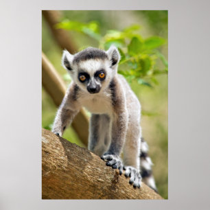 Spädbarn ringstjärtad lemur poster