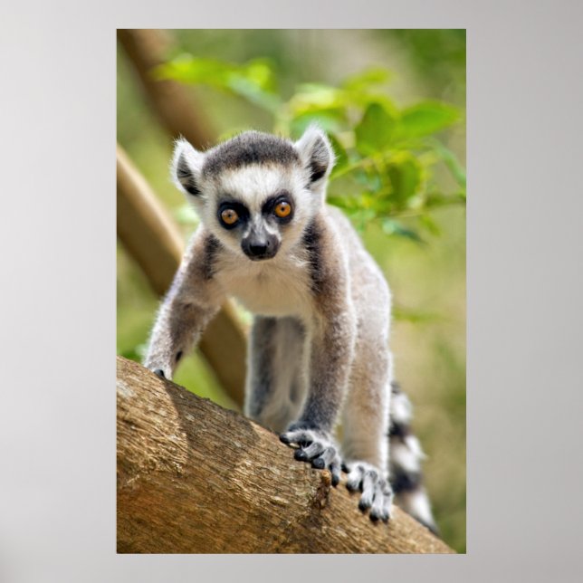 Spädbarn ringstjärtad lemur poster (Framsidan)