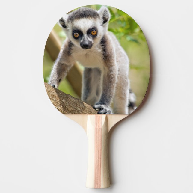 Spädbarn, ringsvanslemur pingisracket (Framsidan)