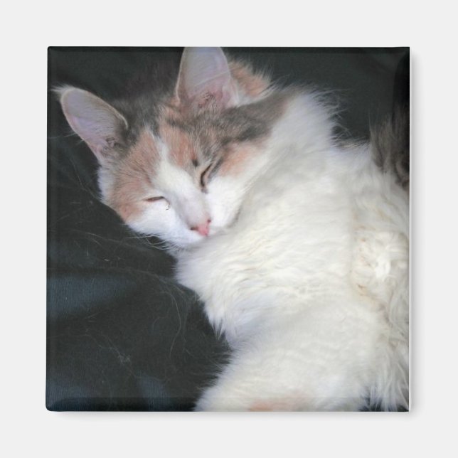 Spädd Calico Kitten Sleeping Magnet (Framsidan)