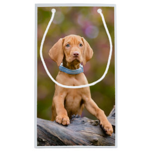 Spädd, puckad, ungersk Vizsla Hund Puppy Photo /-