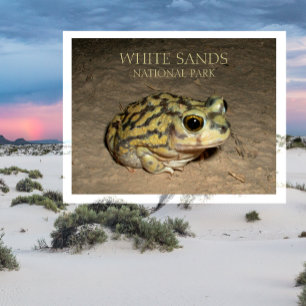 Spadefoot Toad, vykort för nationalparken White Sa