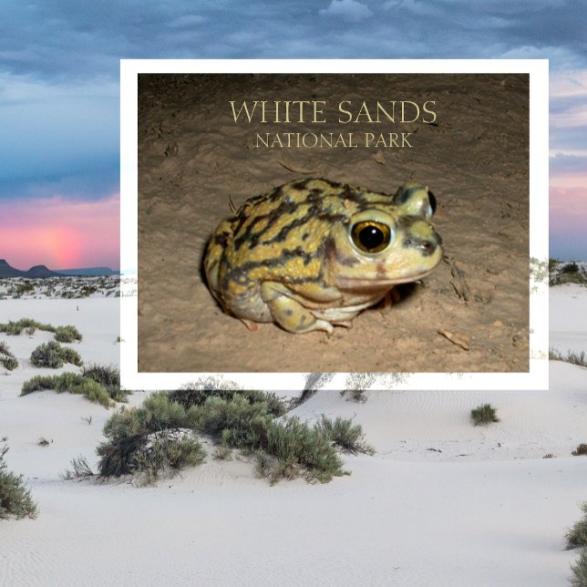 Spadefoot Toad, vykort för nationalparken White Sa (Skapare uppladdad)
