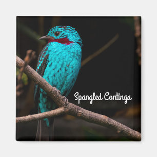 Spangled cotinga magnet