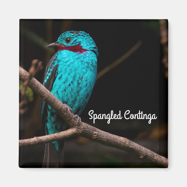 Spangled cotinga magnet (Framsidan)