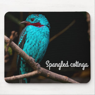 Spangled Cotinga Musmatta